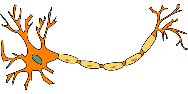 neuron nerve - Quality of Life Following Injury to the Inferior Alveolar Nerve or Lingual Nerve During Wisdom Teeth Surgery