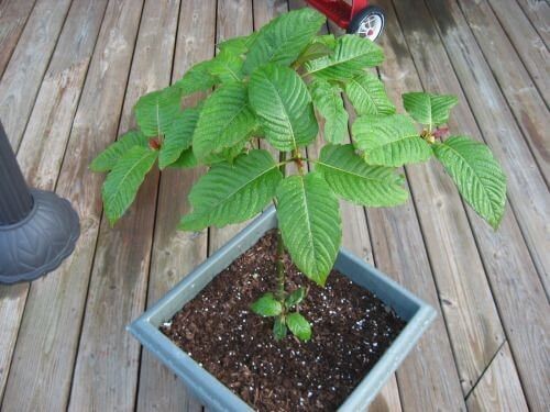 kratom plant - What is Kratom and Is It Legal in San Diego?