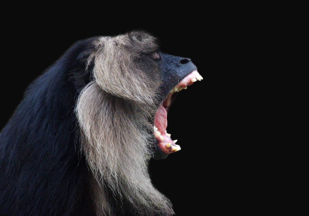 howler monkey teeth 1024x717 - Science Shows Why Wisdom Teeth Take So Long to Emerge